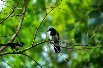 Magpie croaks on a branch on a background of green leaves