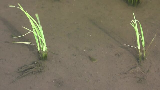 田んぼを泳ぐカブトエビ