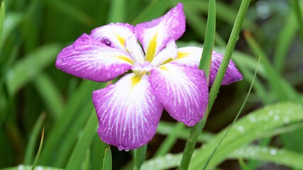 雨上がりの花菖蒲