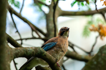 European Jay sits on a branch, summer photo