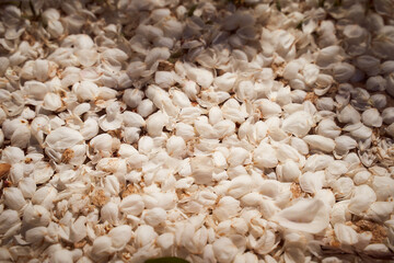 many of petals of fallen apple trees and cherries