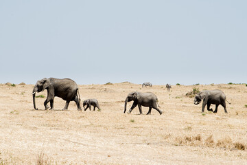 Family of elephants in Serengeti