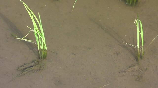 田んぼを泳ぐカブトエビ