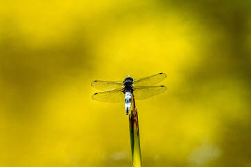 Dragonfly on a branch on a beautiful bright background, transparent wings with membranes