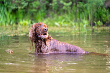 Setter dog, wet floats in the water on nature