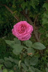 pink rose in the garden