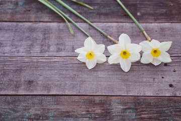 Fototapeta premium Beautiful white daffodil flowers lie on a wooden table. Close-up.