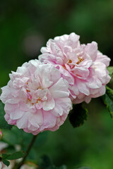 close up of pink rose