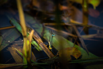 Dragonflies lay eggs with a male in a pond