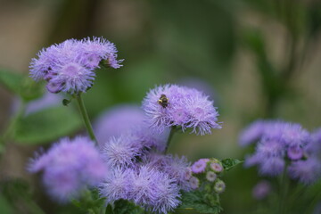 The insect sits on a flower in the summer.Insect on a flower close-up.
