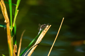 Large European dragonfly on a dry branch