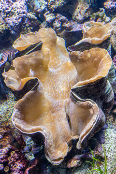 約50cm 大型シャコガイ 約50cm 大型シャコガイ