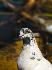 White dove on a beautiful background, portrait of a bird