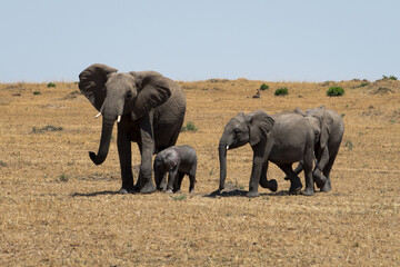 Family of elephants in the Serengeti National Park