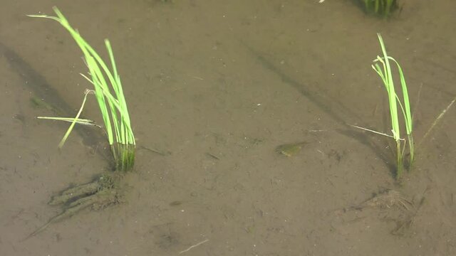 田んぼを泳ぐカブトエビ
