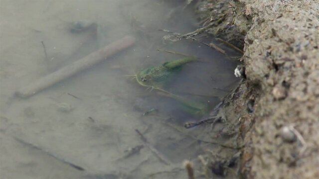 泥を掘るカブトエビ