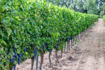 Fototapeta na wymiar Grape row with ripe purple grape on the vineyards of spanish farms.