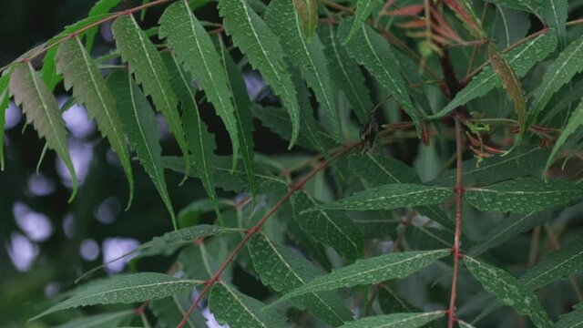 leaf of green neem plant,Neem leaves used as ayurvedic medicine,neem leaves on water drop close up view,fresh neem leafs,green leaves, is a medicinal herb

