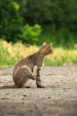 Stray beautiful tabby cat on a sand background