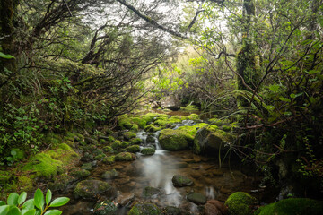 Fototapeta na wymiar Dschungel im Tongariro National Park Neuseeland / Jungle New Zealand
