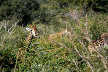 Giraffe in serengeti national park