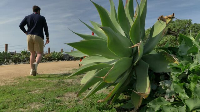 A handsome, young guy, a man in a navy blue shirt with and shorts is walking along in California coast San clemente Linda Lane park. Low angle thru green plants