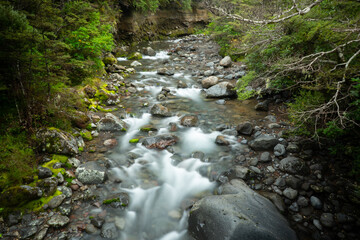 Dschungel im Tongariro National Park Neuseeland / Jungle New Zealand