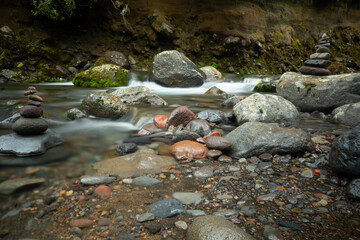 Dschungel im Tongariro National Park Neuseeland / Jungle New Zealand