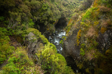 Fototapeta na wymiar Luftbild Dschungel im Tongariro National Park Neuseeland / Jungle New Zealand
