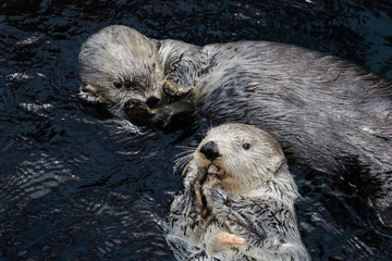 Sea Otters (Enhydra lutris) in Portugal