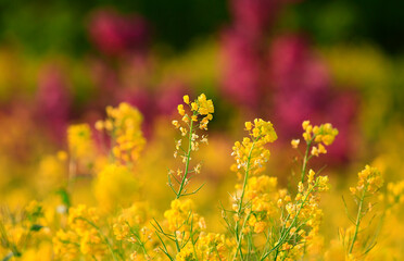 Obraz premium Yellow flowers in full bloom in the garden