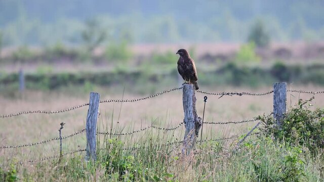 Common buzzard sitting on the post fence and watch for catch, summer, (buteo buteo), germany