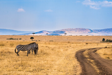 Obraz na płótnie Canvas Zebras in Serengeti National Park