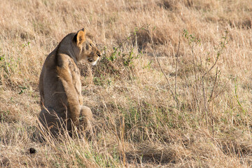 Lioness in Serengeti National Park