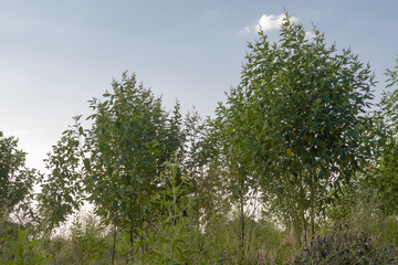 Pigeon Peas tree farm in Morogoro Tanzania