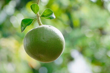 Fresh small pomelo hanging on branch tree in organic farm.   