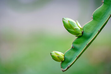 Dragon fruit flower on branch, Hylocereus undatus in organic farm