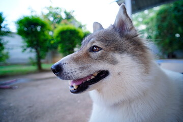 Close up of face a dog.