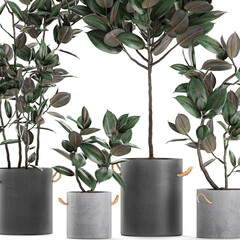 Ficus elastica tree in a pot of concrete on a white background