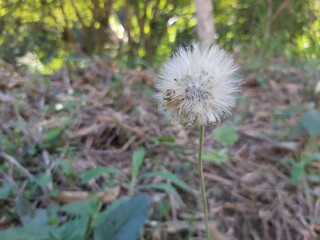 dandelion on a green background