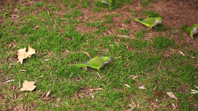 The green parrot monk or Kalita, or Myiopsitta monachus in the Park Guell, Barcelona, Spain. Graze in the grass on the floor.