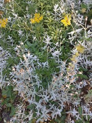 wild flowers in the garden