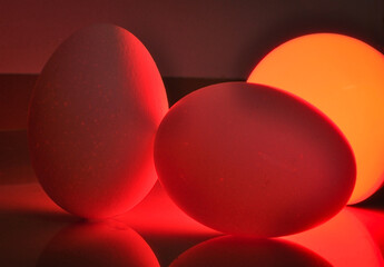 Ester colorful egg of hen directly from fresh organic farms with light bulb lighting to eat and stay healthy with protein, shell and yolk full of Vitamin D. incubator