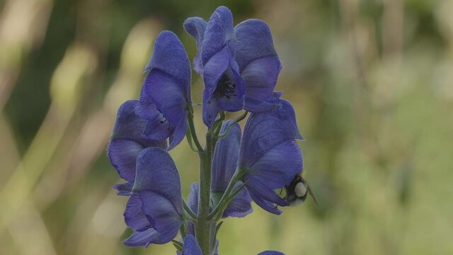Close up of a bumblebee feeding on aconite blossoms in a garden, slow motion