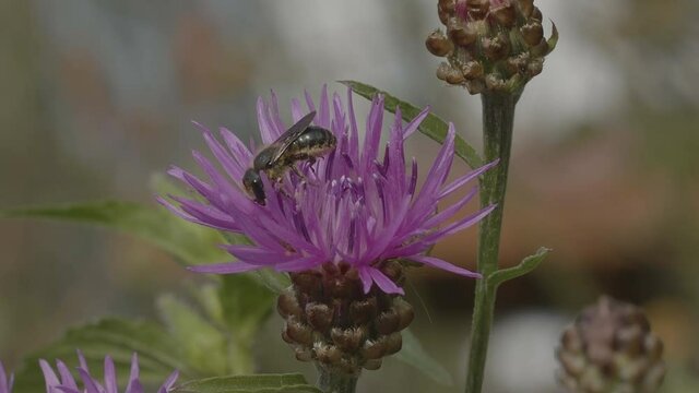Slow motion of a mason bee, Osmia niveata, collecting pollen and feeding nectar on knapweed