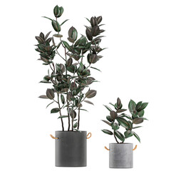 Ficus elastica tree in a pot of concrete on a white background