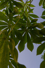 close up of Cassava leaves 