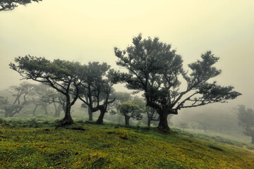 Fototapeta na wymiar The Laurisilva Forest Fanal, Madeira, Portugal, Europe