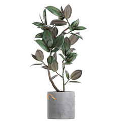 Obraz na płótnie Canvas Ficus elastica tree in a pot of concrete on a white background