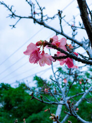 Early Sakura in city of Okinawa.